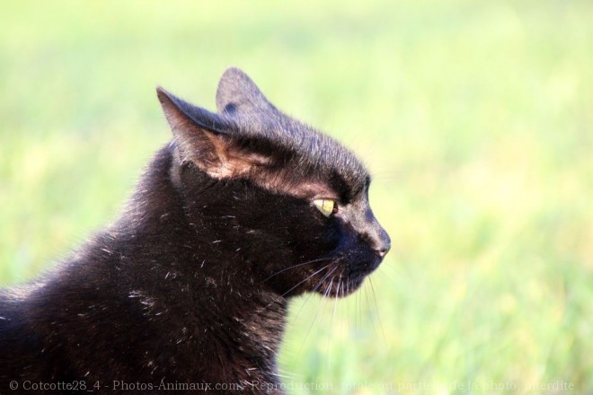 Photo de Chat domestique