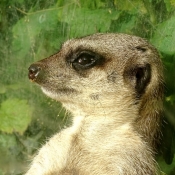 Photo de Suricate