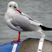 Photo de Mouette