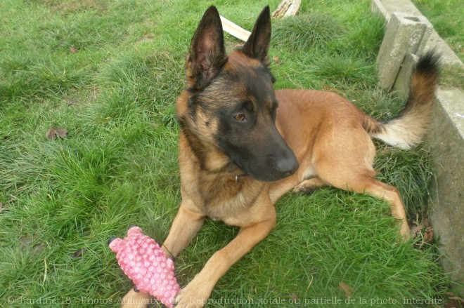 Photo de Berger belge malinois