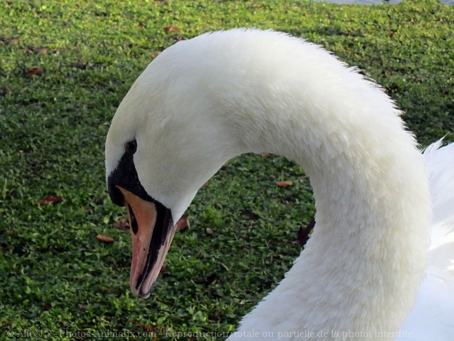 Photo de Cygne