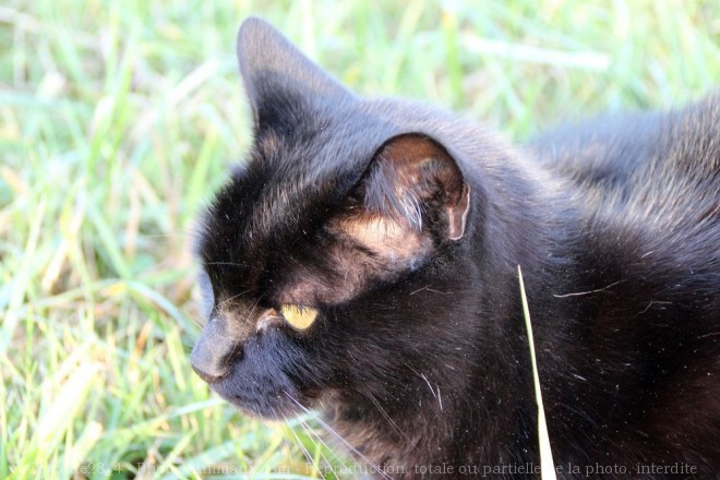 Photo de Chat domestique