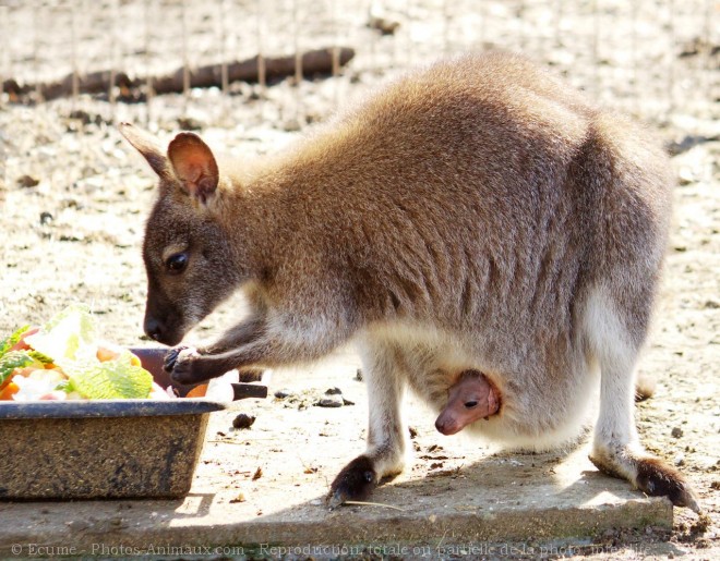 Photo de Wallaby