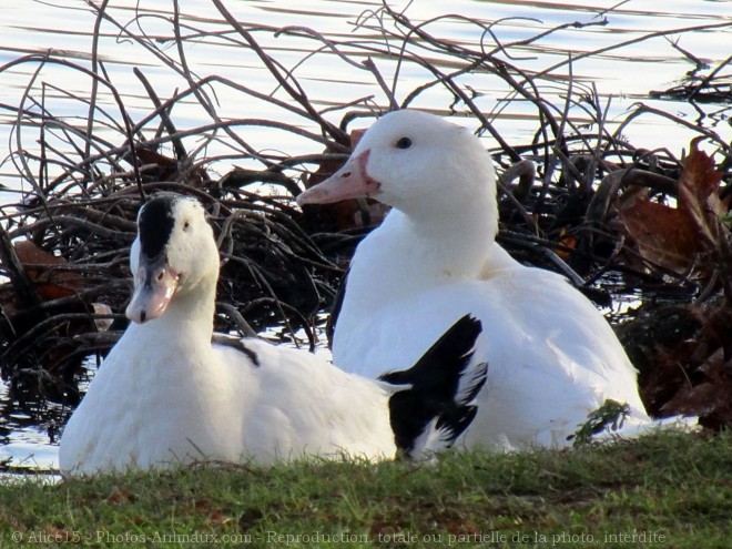 Photo de Canard de barbarie