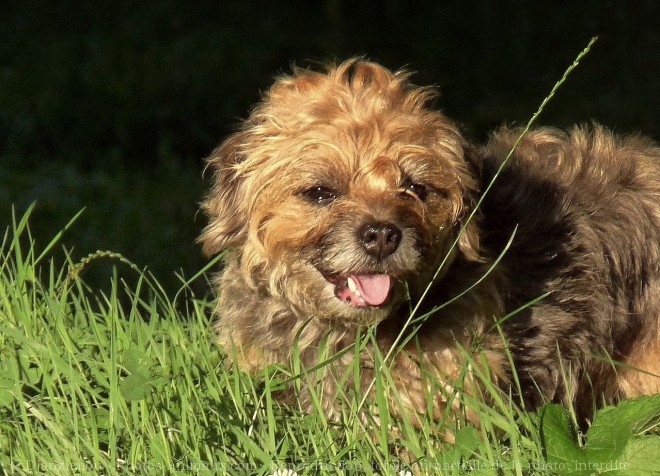 Photo de Border terrier