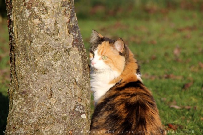 Photo de Chat domestique