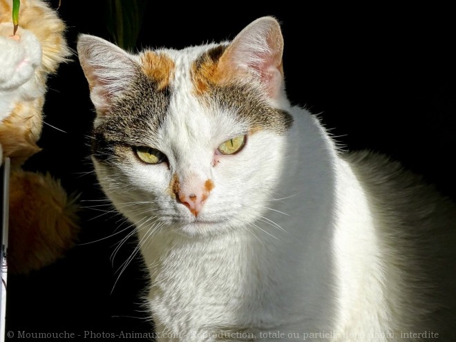 Photo de Chat domestique