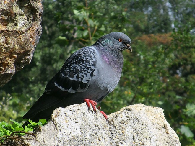 Photo de Pigeon