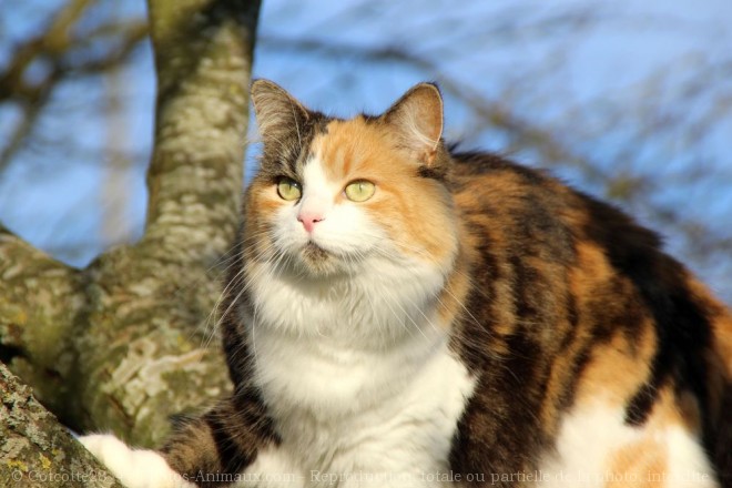 Photo de Chat domestique