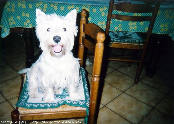 Photo de West highland white terrier