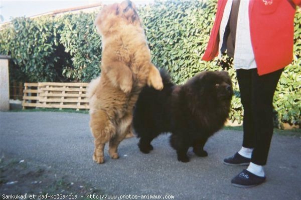 Photo de Chow chow