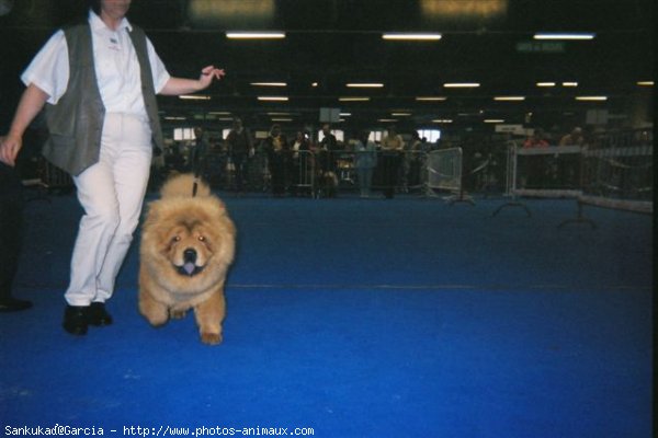 Photo de Chow chow