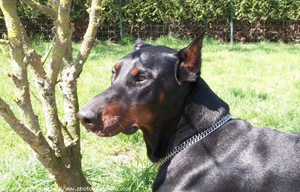 Photo de Dobermann