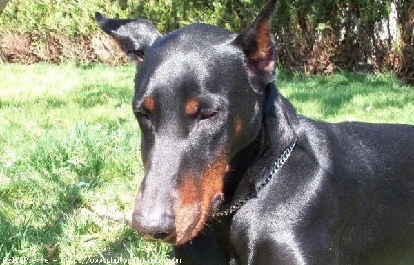 Photo de Dobermann