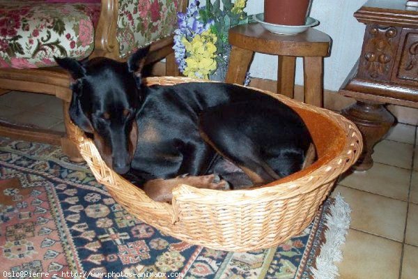 Photo de Dobermann