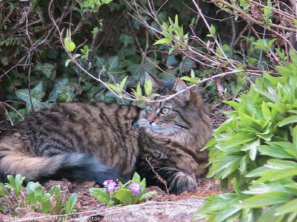 Photo de Chat domestique