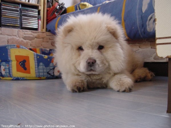 Photo de Chow chow