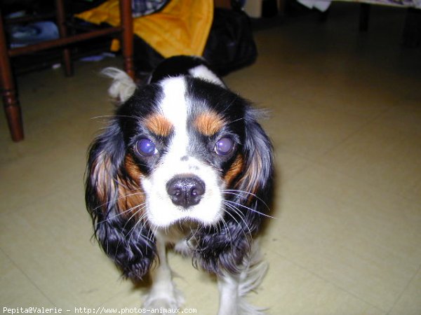 Photo de Cavalier king charles spaniel