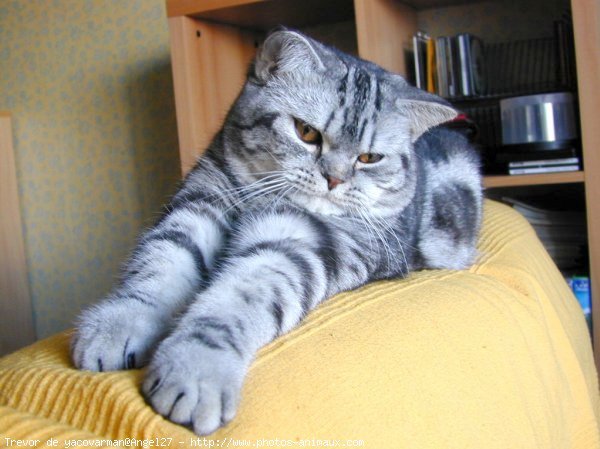 Photo de British shorthair