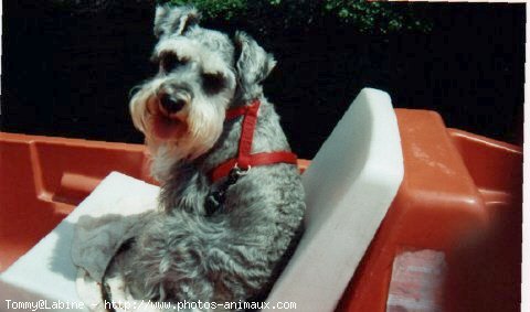 Photo de Schnauzer gant