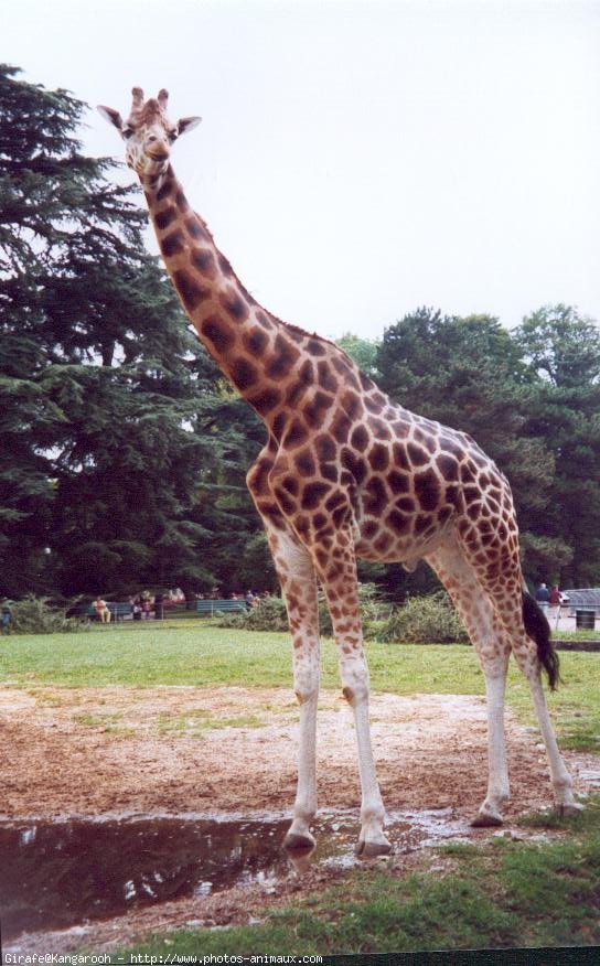 Photo de Girafe