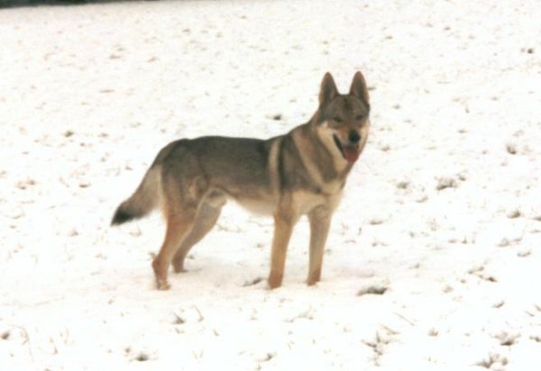 Photo de Chien loup tchcoslovaque