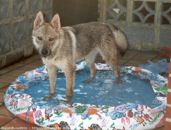 Photo de Chien loup tchcoslovaque