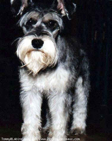 Photo de Schnauzer gant