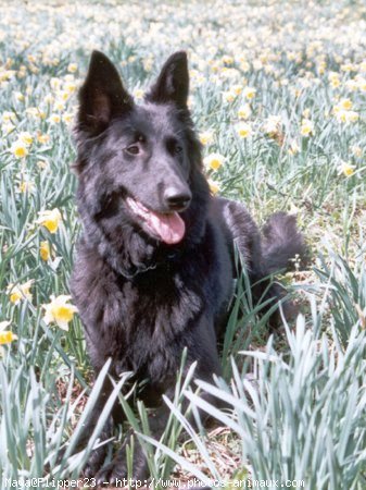 Photo de Berger belge groenendael