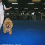 Photo de Chow chow