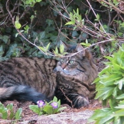 Photo de Chat domestique