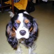 Photo de Cavalier king charles spaniel