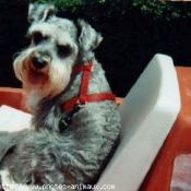 Photo de Schnauzer gant