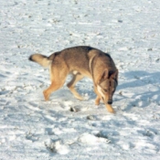 Photo de Chien loup tchcoslovaque