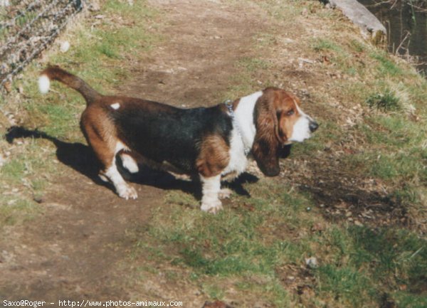 Photo de Basset hound