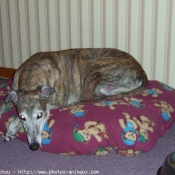 Photo de Greyhound