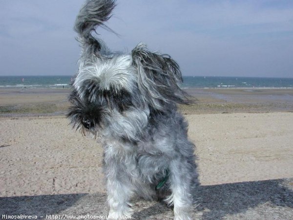 Photo de Schnauzer gant