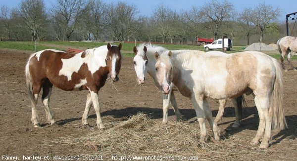 Photo de Poney franais de selle