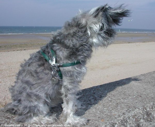 Photo de Schnauzer gant