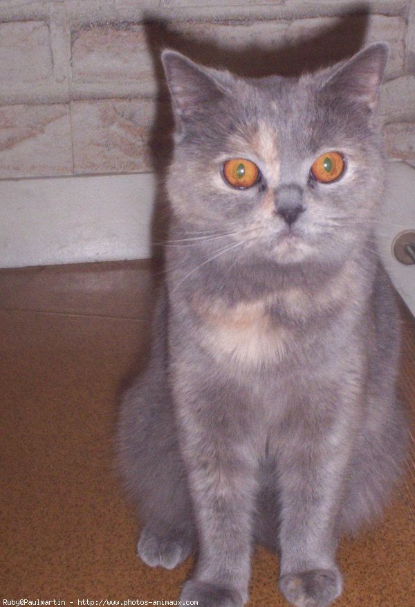 Photo de British shorthair