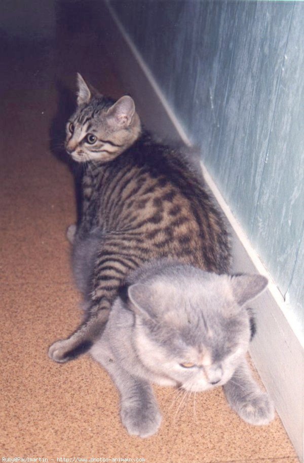 Photo de British shorthair