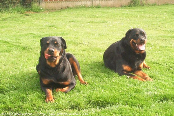 Photo de Rottweiler