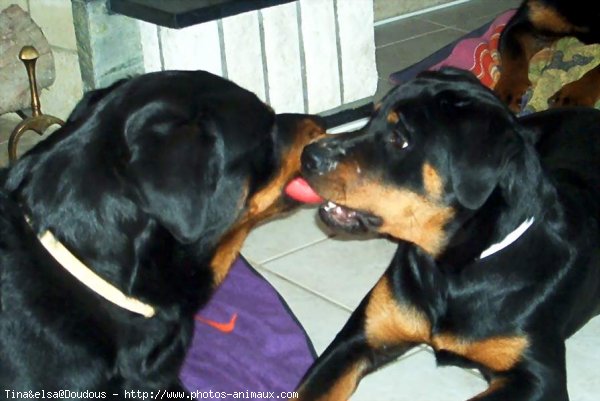 Photo de Rottweiler