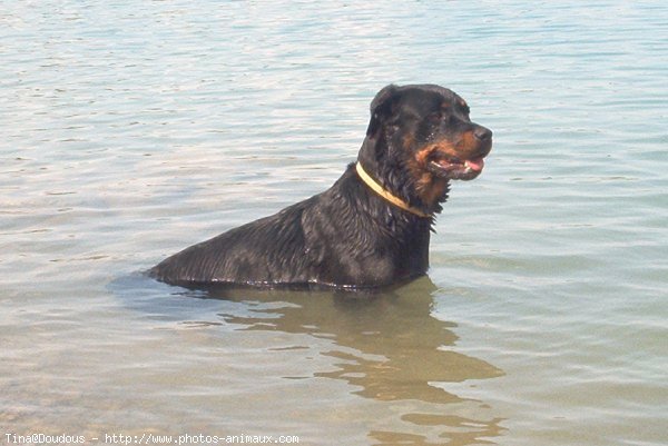 Photo de Rottweiler