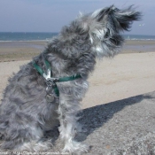 Photo de Schnauzer gant