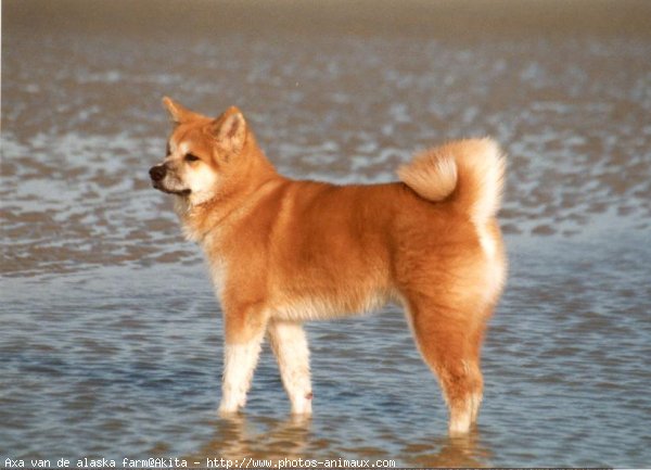 Photo d'Akita inu