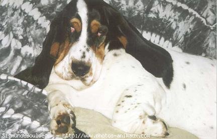 Photo de Basset hound