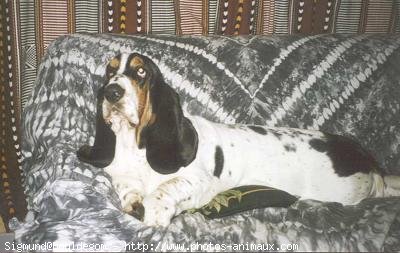 Photo de Basset hound