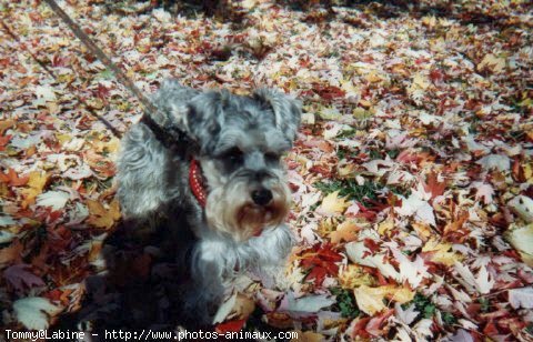 Photo de Schnauzer gant