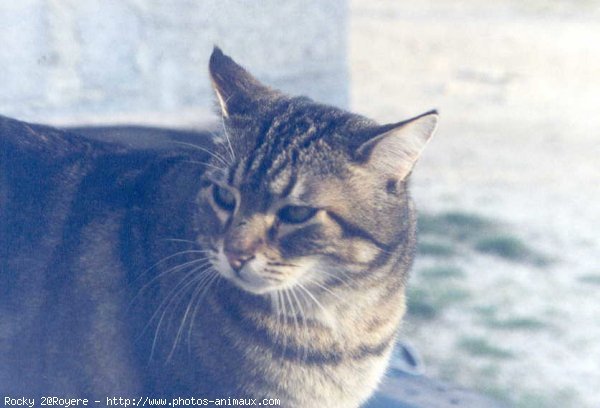 Photo de Chat domestique